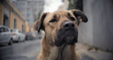 This weekend we’re watching: Zeytin, a homeless dog in Istanbul
