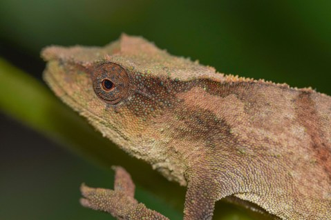 When forests fragment: Rare chameleon feared extinct found clinging to survival in Malawi