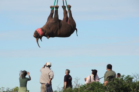 Rhinos: scientists are hanging them upside-down from helicopters – here’s why