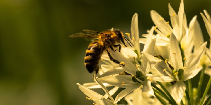 What honeybees in South Africa need from people: Better-managed forage ...