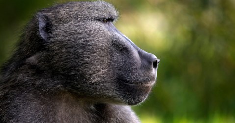 Outcry in Knysna over advert for hunter to shoot baboons