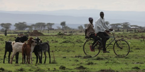 COP26 provides a rare opportunity to address effects of climate change on Africa’s livestock