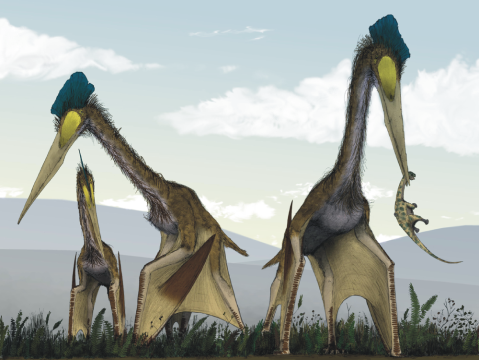 Baby giant pterosaurs may have driven smaller species extinct, fossil discovery shows