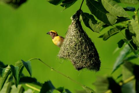 Curious Kids: How do birds make their nests?