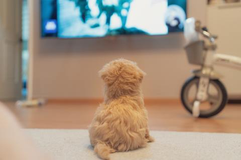 Dogs and TV: here’s what we know about how they respond