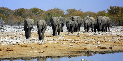 False sympathy will not help Namibia’s people or our elephants – it is anti-conservation