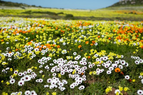 West Coast flower season blossomed with joy and an influx of tourism