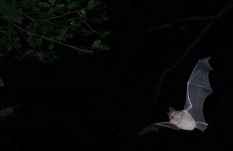South Africa’s cave-dwelling bats need more protection – to keep people safe too