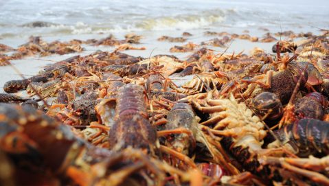 Situation Red Alert issued to recover live rock lobster after mass red tide walkout