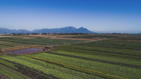 How ‘Day Zero’ drought and active civil society saved the Cape Flats Aquifer