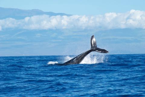 We’ve discovered why some whales stop feeding in response to the sound of sonar