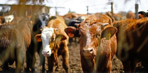 Govt red tape, meat industries’ influence are serious barriers to plant-based alternatives