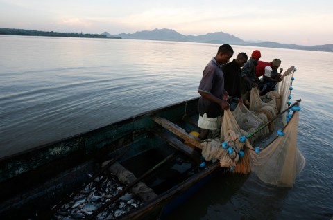 Rising demand from China pushes up illegal depletion of Lake Victoria’s Nile perch swim bladders