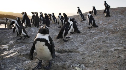 Dwindling African penguin colonies – what needs to happen to restore the balance