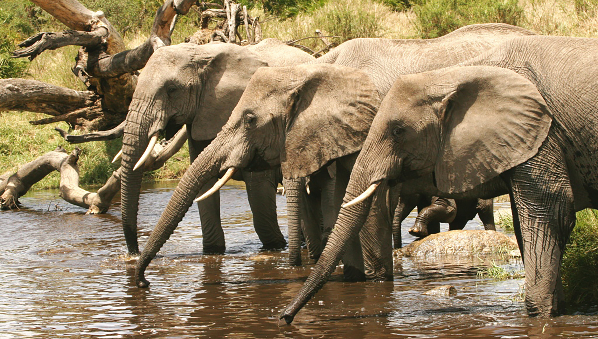 elephant culling kruger park