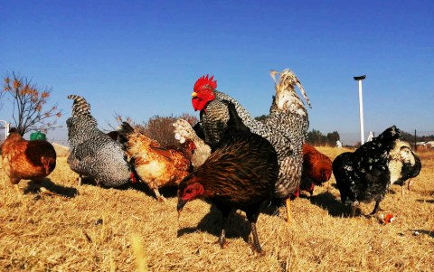 South Africa’s hardbody chickens – they’re tough but tasty