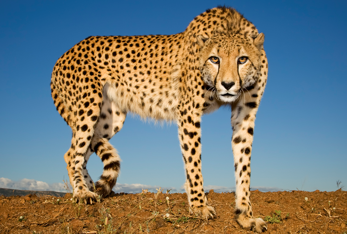 cheetah limpopo kittens