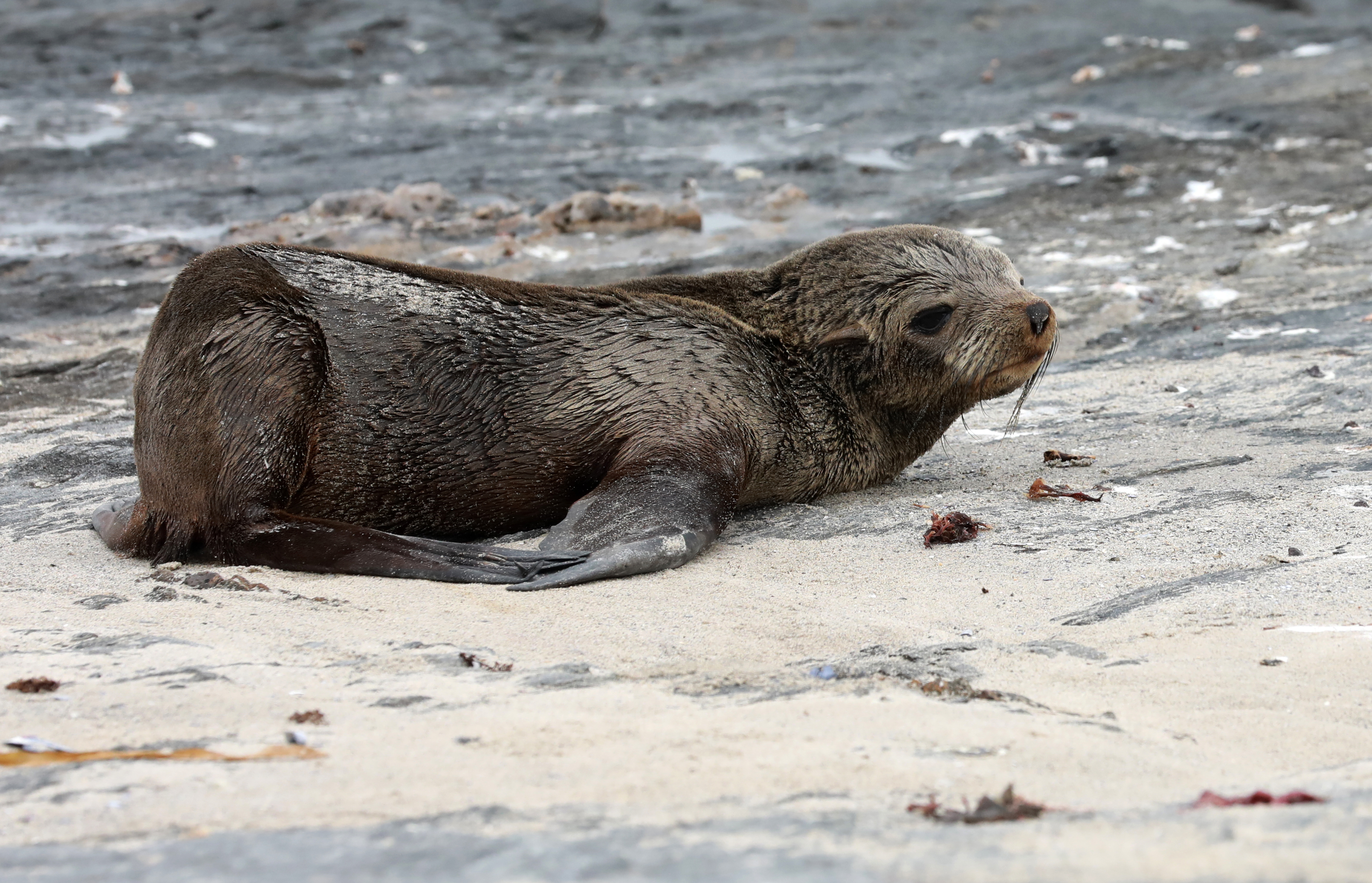 A Cape fur seals seen near Seal Island close to Koekenaap on the West Coast on November 22, 2020. Image: Gallo Images / Nardus Engelbrecht