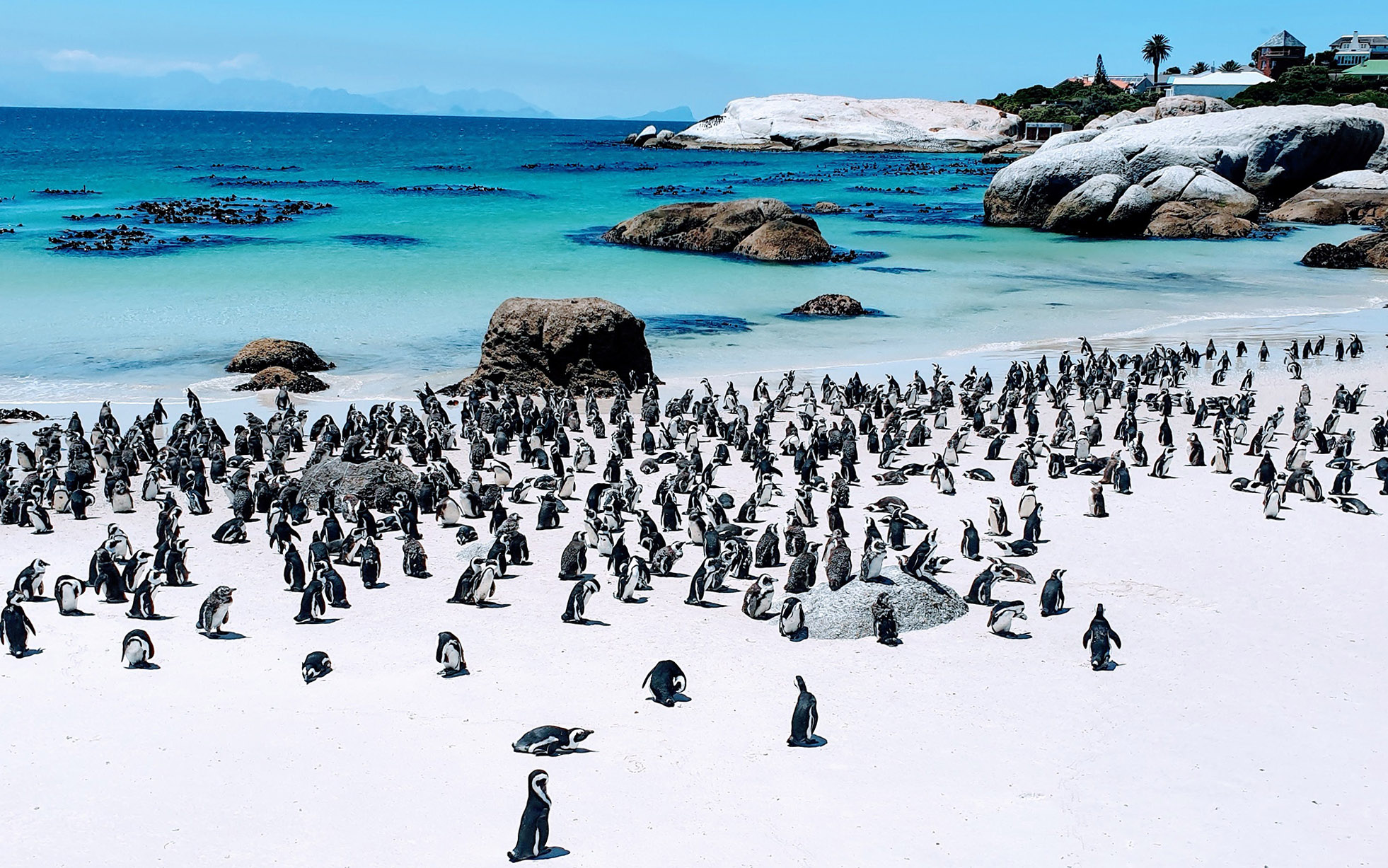 penguins flocking flu