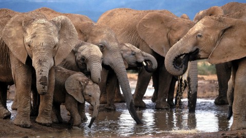 African elephants are desperate for water, causing populations to decline