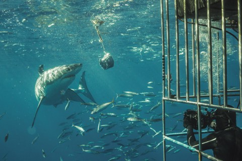 White shark cage diving – plan to bring chumming closer to shore splits opinions