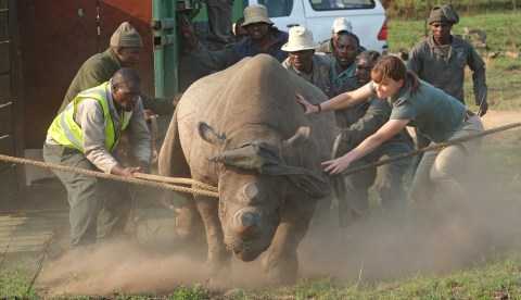 Orphaned black rhinos get a second shot at life after being moved to new home