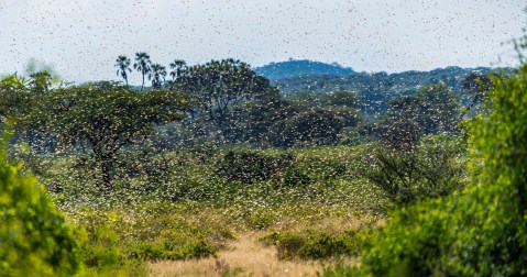 Act now or face bigger locust swarms and greater crop losses, Agri SA warns
