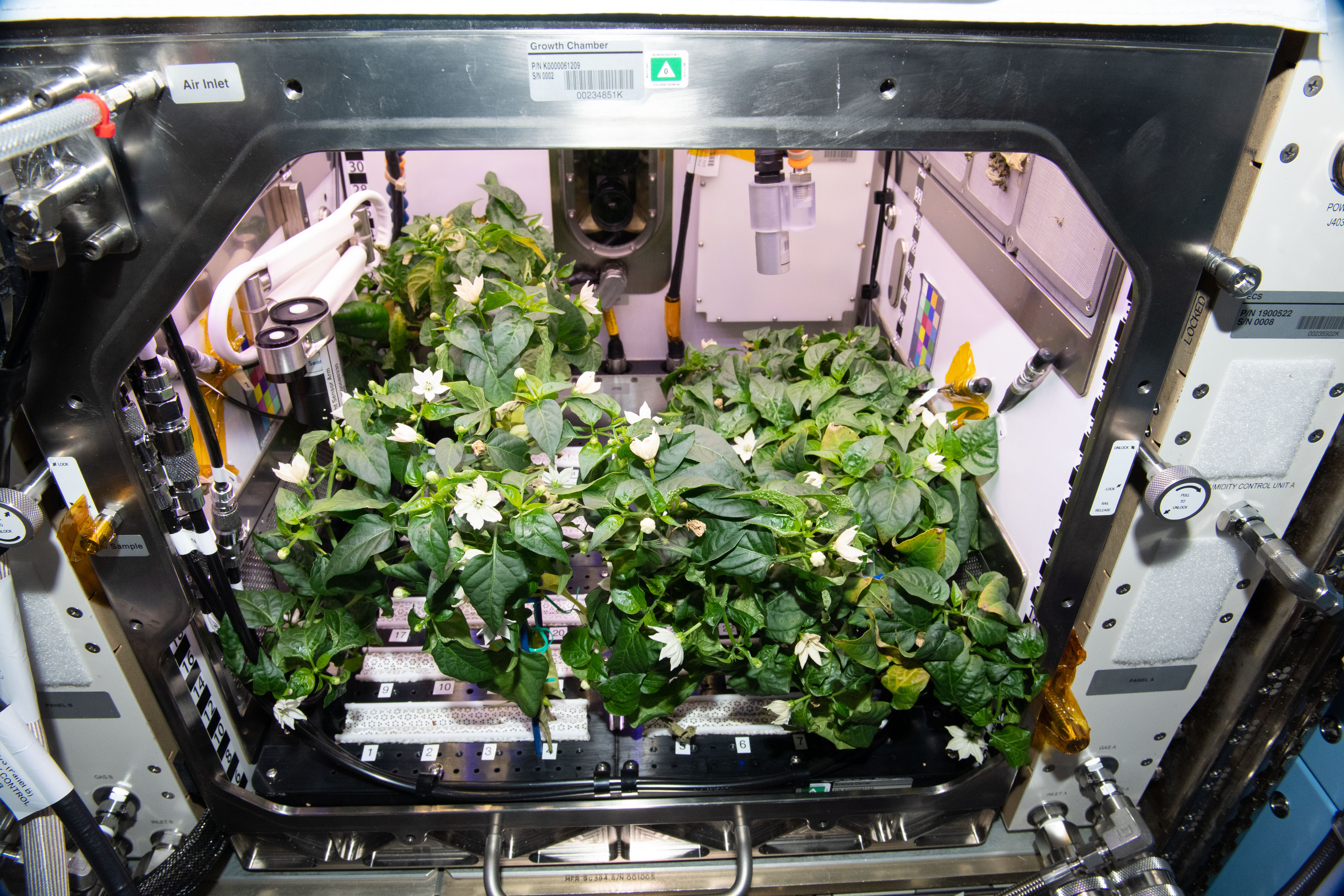 Peppers blooming aboard the International Space Station