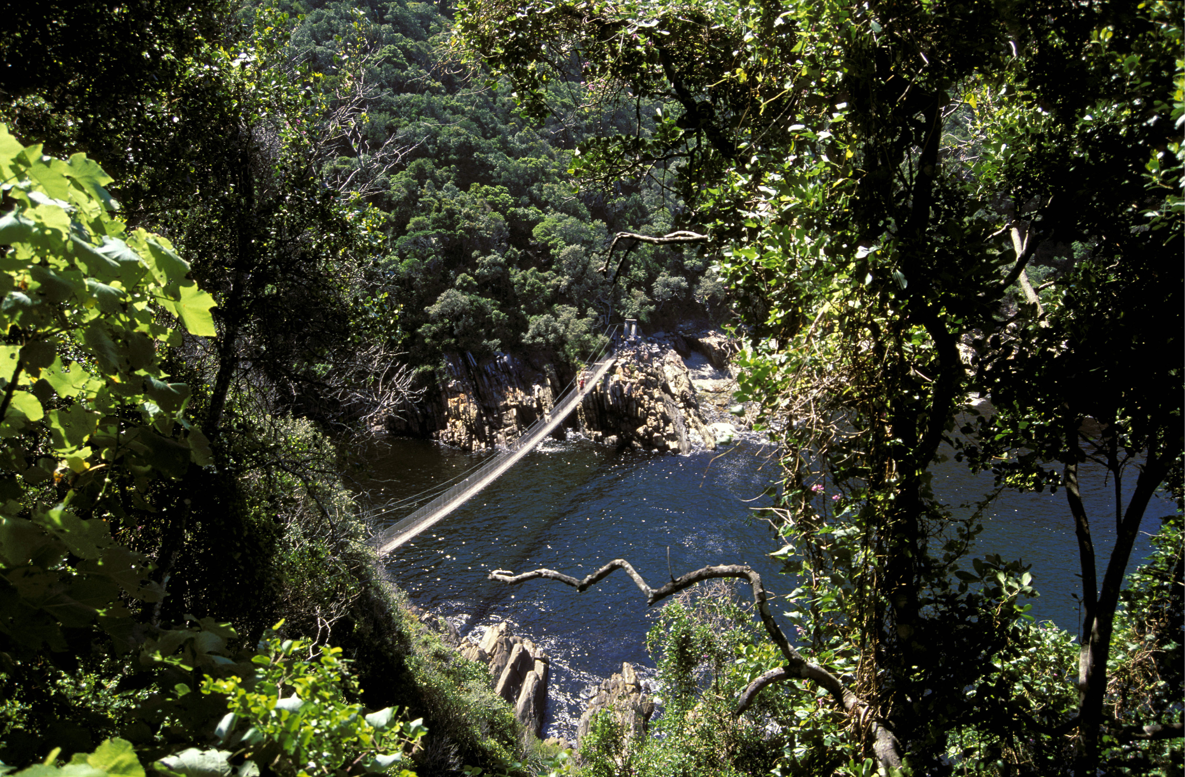 Suspension bridge, Storms River Mouth, Garden Route, Eastern Cape, South Africa. Overhead shot of people standing on bridge across river mouth, surrounded by forest.