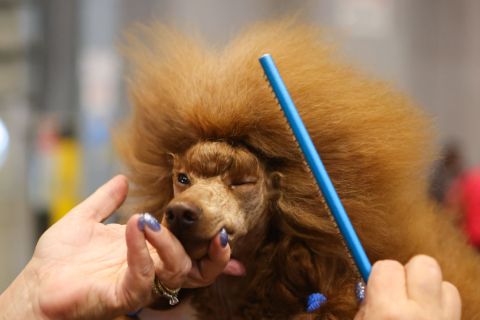 In images: The ‘greatest dog show in the world’ in Birmingham, England