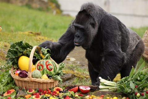 The oldest known gorilla celebrates her 66th birthday, and more from around the world