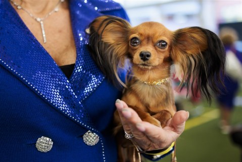 A breed apart: Lap up the Westminster Kennel Club Dog Show, and more from around the world