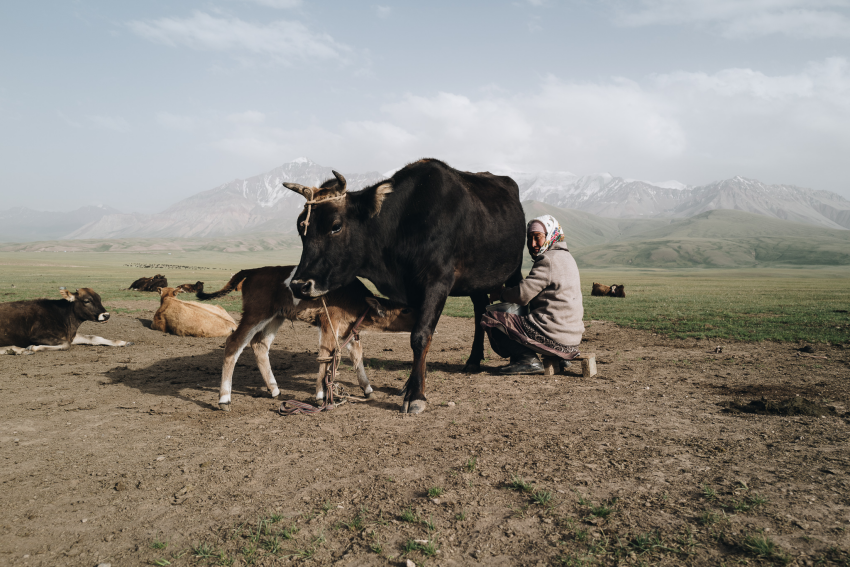 'Nomadic Life'. A woman milking a cow near Alay Valley, Kyrgyzstan. Located in Central Asia, Kyrgyzstan is one of the few places on Earth where people lead a truly nomadic lifestyle. Fermented mare’s milk is a popular drink and a major source of income for nomads. Most dairy products are made by women, including kumis, kaymak, yoghurt and butter. © Callie Eh, Malaysia, Shortlist, Open Competition, Travel, 2023 Sony World Photography Awards