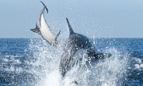 Killer whales return to False Bay – bad news for dolphins