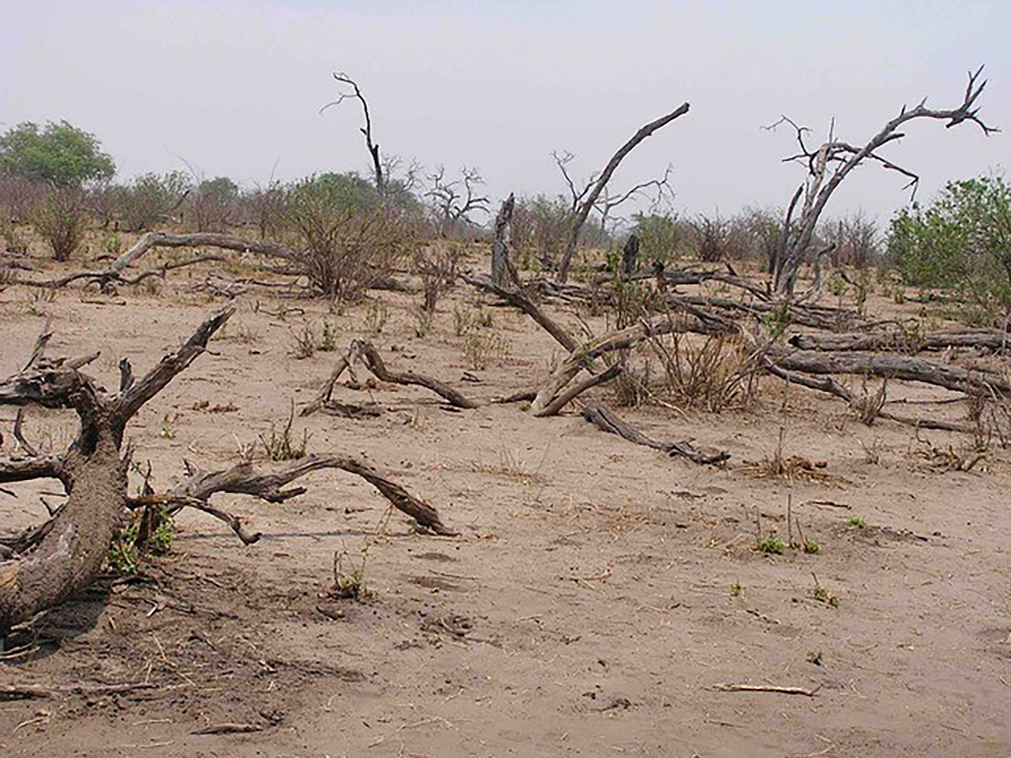 Desertification in Botswana, holistic management 