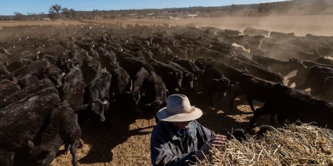 Australian sheep, cattle prices slump as El Niño scorches pastures