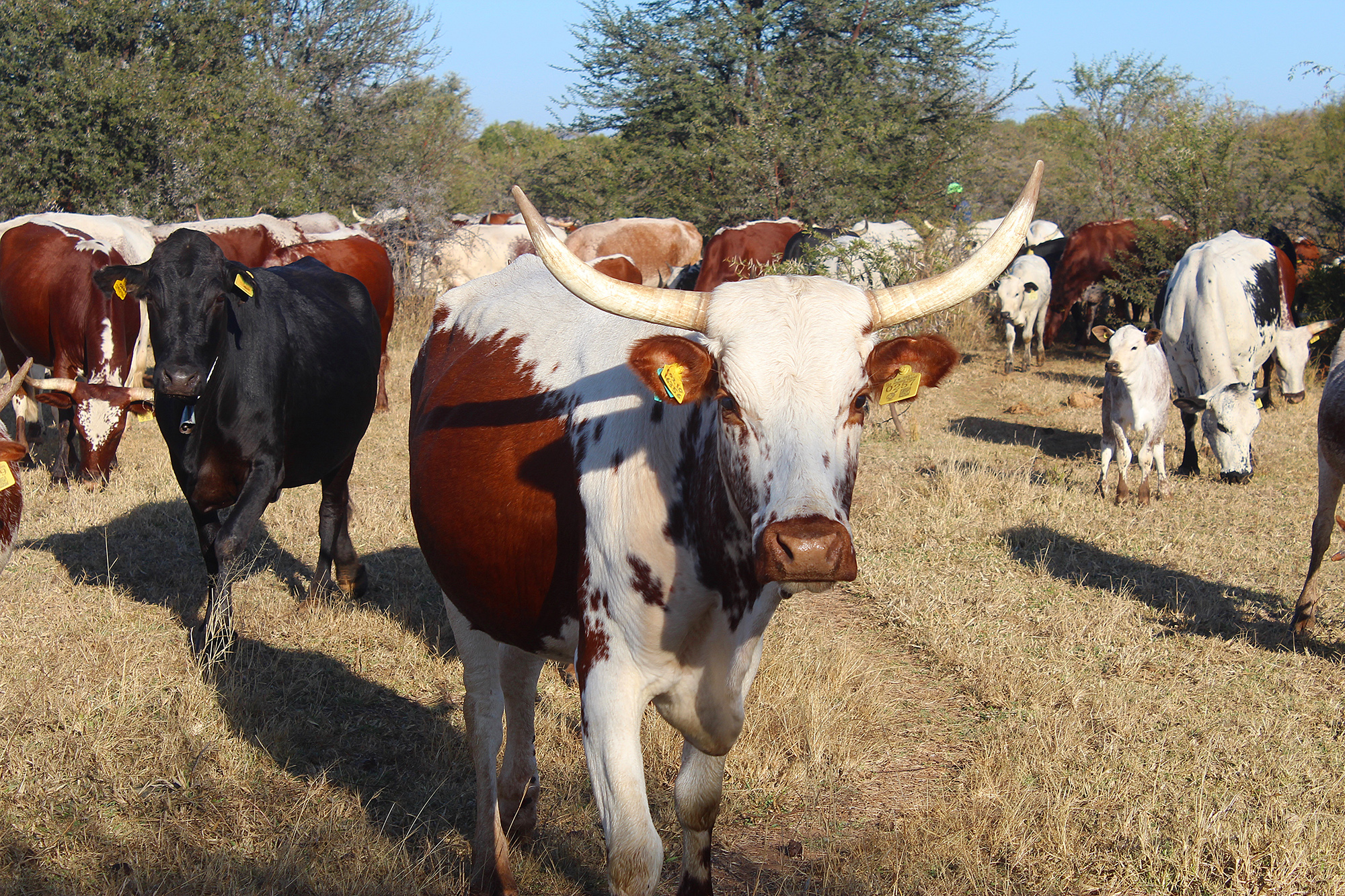 Nguni cattle, holistic management