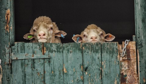 Woolly world – celebrating the Merino sheep of the Karoo