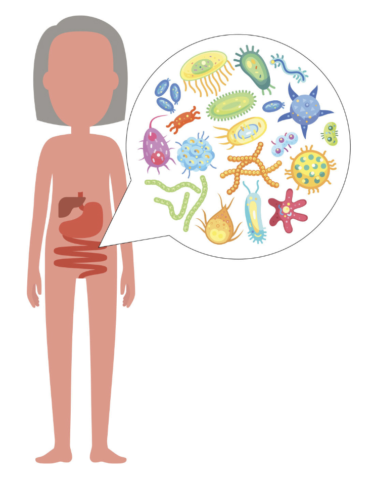 gut microbiome health
