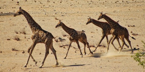 Locally extinct ‘smokey giraffes’ reintroduced to Iona in a new era for conservation in Angola
