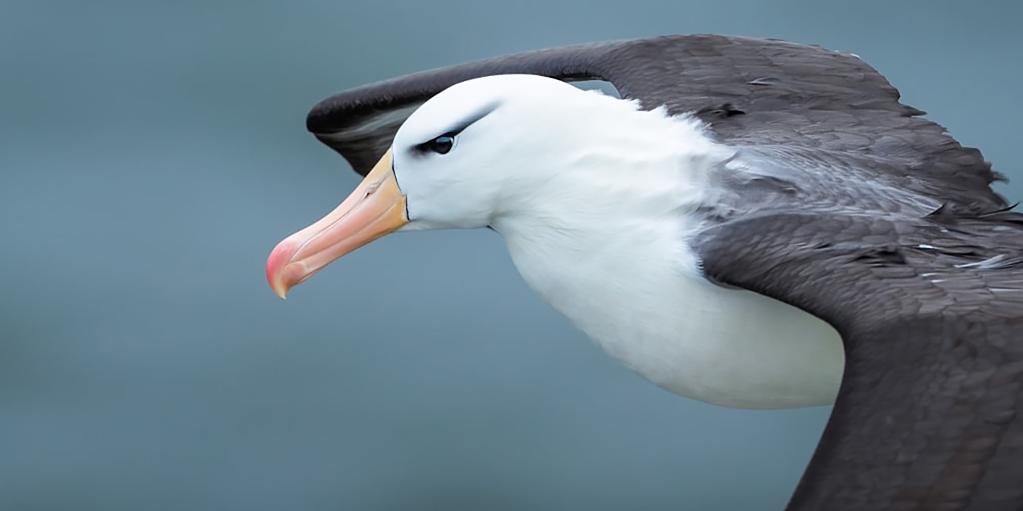 albatrosses longliners