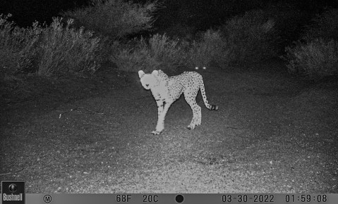 Cheetah sighting in Djibouti — first in 30 years — sparks excitement among conservationists 
