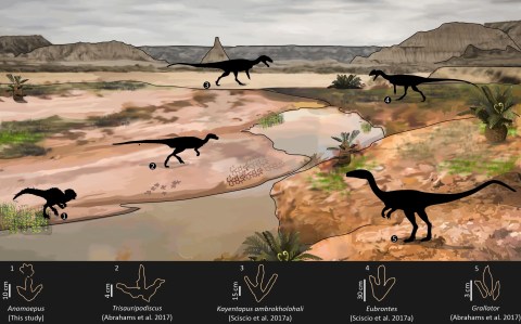 Dinosaur tracksite in Lesotho: how a wrong turn led to an exciting find