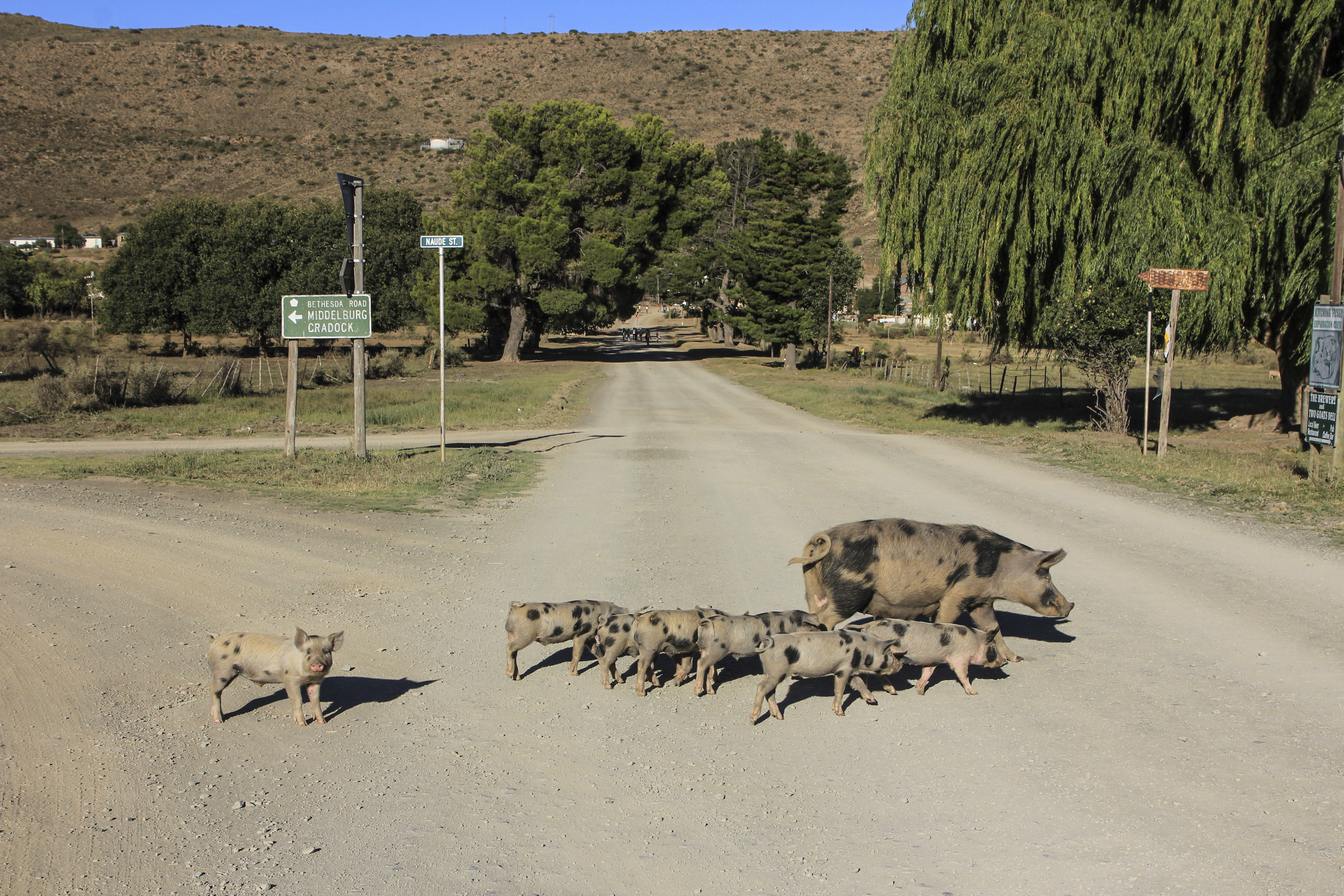 Kolbroek might refer to the pigs’ spotted hams – or is there another reason? Photographer: Chris Marais