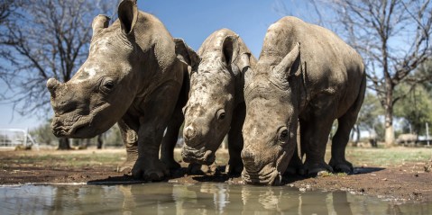 Conserving and rewilding John Hume’s rhinos may cost R1bn or more