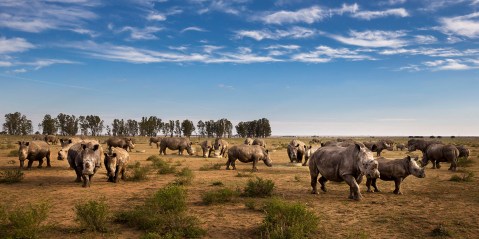 Hume’s herd of 2,000 African rhinos get a last-minute ‘lifeline’ in major purchase and rewilding project