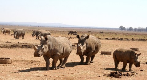 Four African nations line up to ‘rewild’ massive herd of ‘homeless’ South African rhinos