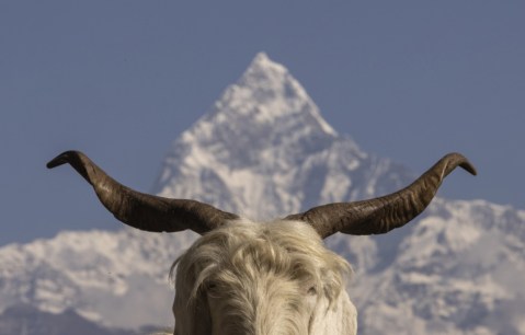 The journey of a mountain goat called ‘Chyangra’, and more from around the world