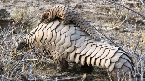 Can South Africa contain pangolin trafficking?