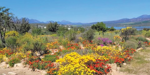 Destination Clanwilliam — for dazzling wildflowers, rooibos and more